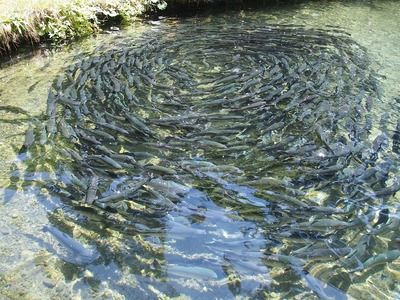 為什么龍魚喂泥鰍和小魚不吃,又吐出來(lái)（龍魚拒食泥鰍和小魚并吐出的原因） 龍魚百科 第5張