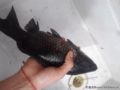 烏龍魚（烏龍魚是一種什么樣的魚？）