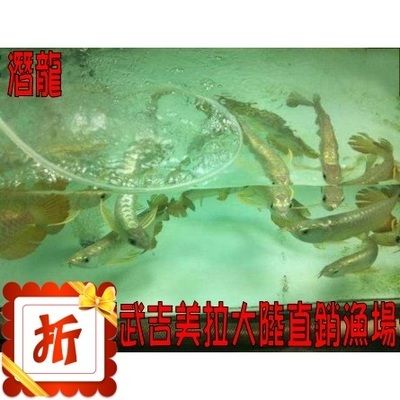 養(yǎng)殖金龍魚魚場(chǎng)（養(yǎng)殖金龍魚的魚場(chǎng)需要具備先進(jìn)的設(shè)施、科學(xué)的管理、靈活的經(jīng)營策略） 龍魚百科 第5張