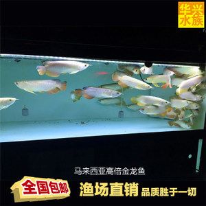 養(yǎng)殖金龍魚魚場（養(yǎng)殖金龍魚的魚場需要具備先進(jìn)的設(shè)施、科學(xué)的管理、靈活的經(jīng)營策略） 龍魚百科 第4張