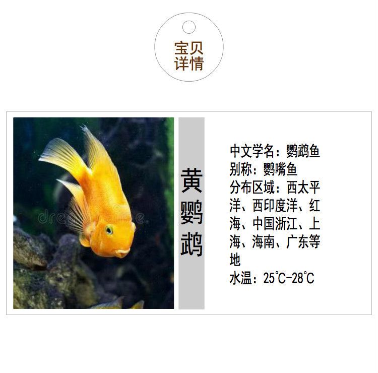 小龍魚(yú)可以吃紅蟲(chóng)嗎（小龍魚(yú)可以吃紅蟲(chóng)嗎？） 龍魚(yú)百科 第1張