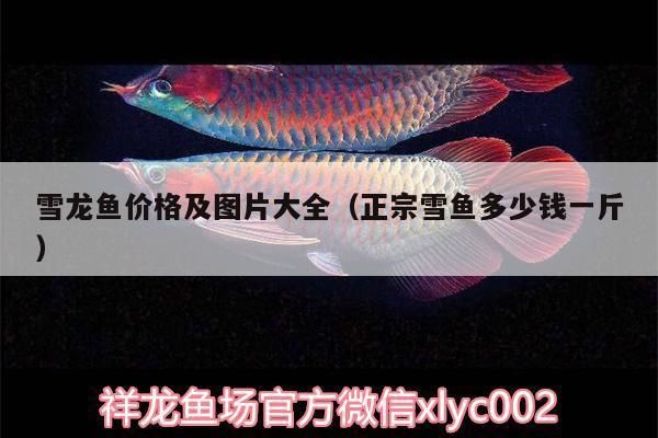 新疆雪龍魚（新疆雪龍魚是一種什么樣的魚？） 龍魚百科 第1張