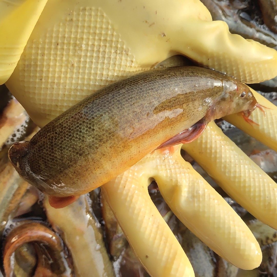 喂食龍魚冷凍魚好還是魚干好（喂食龍魚時，選擇冷凍魚還是魚干） 龍魚百科 第2張