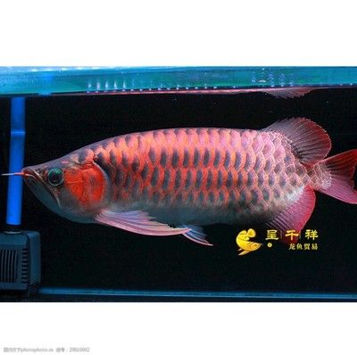 祥龍魚（“祥龍魚”可以指代某個(gè)品牌的觀賞魚）