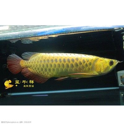 祥龍魚（“祥龍魚”可以指代某個(gè)品牌的觀賞魚）