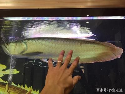 為什么養(yǎng)銀龍魚（養(yǎng)銀龍魚不僅能帶來風(fēng)水上的好處，還能提升家居環(huán)境）