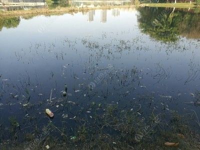 銀龍魚多少度會(huì)凍死（銀龍魚在水溫低于18℃至20℃時(shí)可能會(huì)面臨死亡的風(fēng)險(xiǎn)）