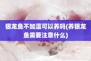 銀龍魚多少度會(huì)凍死（銀龍魚在水溫低于18℃至20℃時(shí)可能會(huì)面臨死亡的風(fēng)險(xiǎn)）