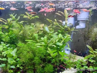 養(yǎng)龍魚配什么水草合適（養(yǎng)龍魚的魚缸中可以種植水榕、莫斯水草、蜈蚣草等水草） 龍魚百科 第2張