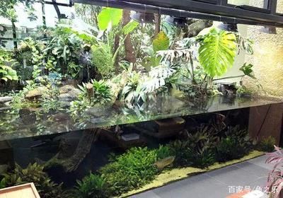 養(yǎng)龍魚配什么水草合適（養(yǎng)龍魚的魚缸中可以種植水榕、莫斯水草、蜈蚣草等水草） 龍魚百科 第4張