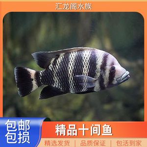 萬龍魚怕十間魚嗎為什么（萬龍魚害怕十間魚嗎） 龍魚百科 第1張