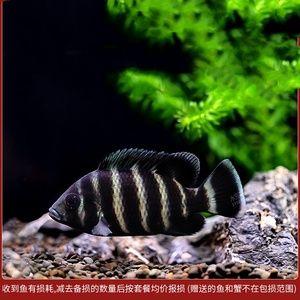 萬龍魚怕十間魚嗎為什么（萬龍魚害怕十間魚嗎） 龍魚百科 第3張