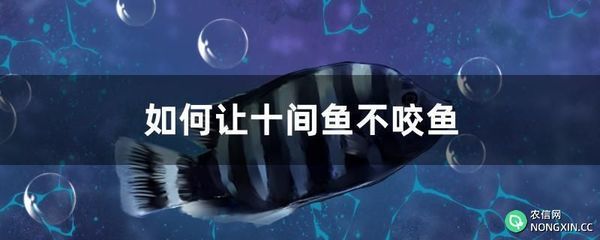 萬龍魚怕十間魚嗎為什么（萬龍魚害怕十間魚嗎） 龍魚百科 第4張