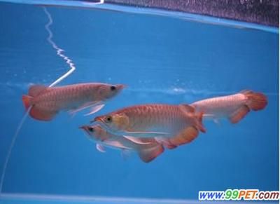 新加坡龍魚(yú)好還是馬來(lái)西亞龍魚(yú)好（新加坡龍魚(yú)和馬來(lái)西亞龍魚(yú)各有優(yōu)勢(shì)和特點(diǎn)） 龍魚(yú)百科 第3張