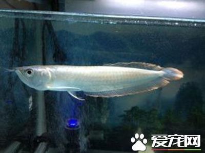 銀龍魚多少錢（銀龍魚價(jià)格因多種因素而異） 龍魚百科 第3張