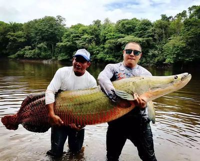 銀龍魚pk食人魚（銀龍魚與食人魚的區(qū)別） 龍魚百科 第1張