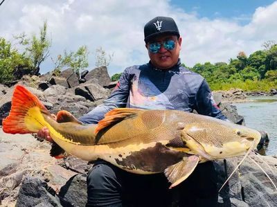 銀龍魚pk食人魚（銀龍魚與食人魚的區(qū)別） 龍魚百科 第4張