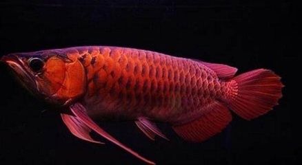 血紅龍魚(yú)能不能吃（“血紅龍魚(yú)能不能吃”的直接答案可以嘗試通過(guò)以下渠道獲取信息） 龍魚(yú)百科 第5張