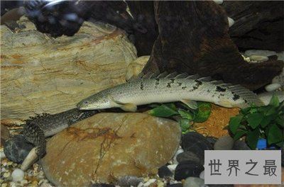 為什么金龍魚(yú)總在水面上游（為什么金龍魚(yú)總在水面上游？） 龍魚(yú)百科 第3張