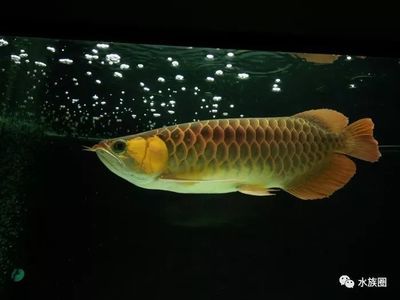 一條龍魚配幾條泰國鯽（混養(yǎng)龍魚和泰國鯽魚的注意事項） 龍魚百科 第2張