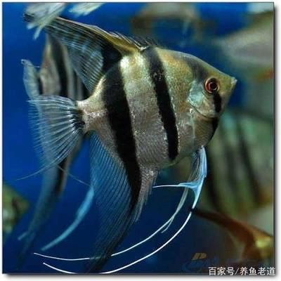 一條銀龍魚配三條鸚鵡魚（一條銀龍魚配三條鸚鵡魚在理論上是可行的） 龍魚百科 第1張