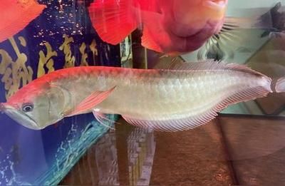 小銀龍魚能給吃小鯽魚嗎（小銀龍魚可以吃小鯽魚） 龍魚百科 第3張