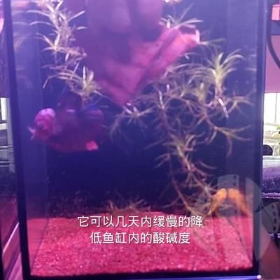 血鸚鵡和龍魚可以喂生豬肉嗎（血鸚鵡和龍魚會吃豬肉嗎？） 龍魚百科 第5張