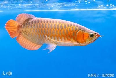 養(yǎng)金龍魚的說說（養(yǎng)金龍魚的感受） 龍魚百科 第3張