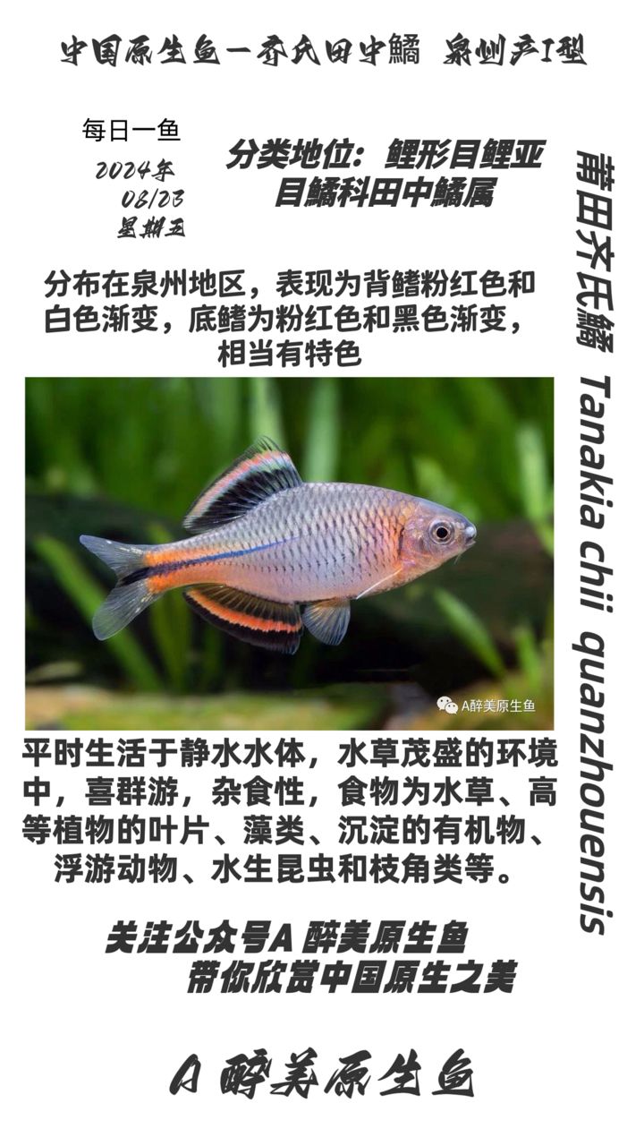 泉州齊氏鱊（第一款,五子登科評論：好） 觀賞魚論壇