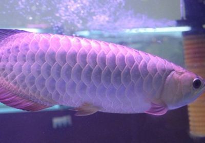 銀龍魚可以吃蟋蟀嗎（銀龍魚可以吃蟋蟀嗎，） 龍魚百科 第2張