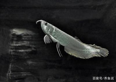 養(yǎng)金龍魚水質(zhì)要求（養(yǎng)金龍魚時(shí)水質(zhì)的要求） 龍魚百科 第3張