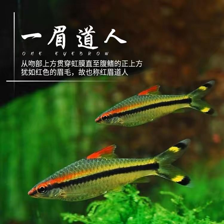 一眉道人可以跟龍魚(yú)混養(yǎng)嗎（一眉道人魚(yú)與龍魚(yú)可以混養(yǎng)嗎？） 龍魚(yú)百科 第5張