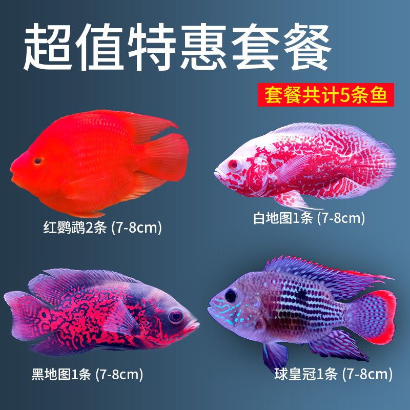 銀龍魚(yú)和鸚鵡魚(yú)能吃一種飼料嗎（銀龍魚(yú)和鸚鵡魚(yú)在混養(yǎng)時(shí)可以共用一種飼料嗎？） 龍魚(yú)百科 第5張