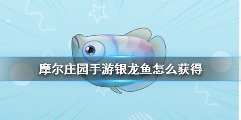 銀龍魚不愛動了怎么回事（銀龍魚不愛動可能由多種因素引起銀龍魚不愛動的原因） 龍魚百科 第4張