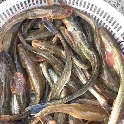 天山小龍魚（“天山小龍魚”是什么？） 龍魚百科 第3張