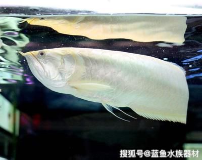 魔鬼刀魚可以和龍魚混養(yǎng)嗎（混養(yǎng)魔鬼刀魚和龍魚需要注意哪些養(yǎng)殖條件？） 水族問答 第2張