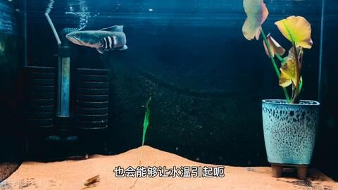 夏天銀龍魚水溫33度正常嗎（夏天銀龍魚的水溫33度正常嗎？） 龍魚百科 第3張