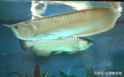 夏天銀龍魚水溫33度正常嗎（夏天銀龍魚的水溫33度正常嗎？） 龍魚百科 第5張