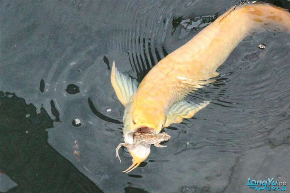 銀龍魚(yú)掉眼的原因（銀龍魚(yú)掉眼的原因是什么，銀龍魚(yú)掉眼的原因多種多樣） 龍魚(yú)百科 第4張