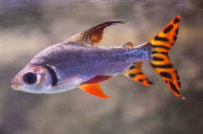 一條龍魚搭配幾條飛鳳魚最好（一條龍魚配一到兩條飛鳳魚合適嗎？） 龍魚百科 第4張