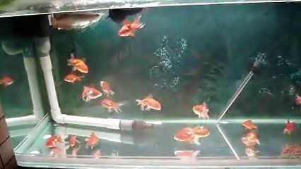 小龍魚魚缸需要放鹽嗎為什么（養(yǎng)龍魚時一般不需要在魚缸里放鹽，以免對魚造成不良影響） 龍魚百科 第1張