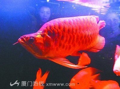 文山花鳥(niǎo)市場(chǎng)有龍魚賣嗎（文山壯族苗族自治州是否存在花鳥(niǎo)魚市場(chǎng)） 龍魚百科 第2張