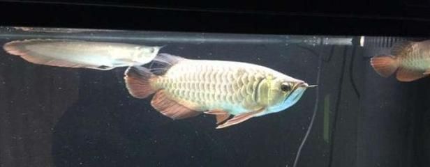 為什么用完龍魚5號(hào)藥魚會(huì)死（使用龍魚5號(hào)藥后魚死亡的原因）