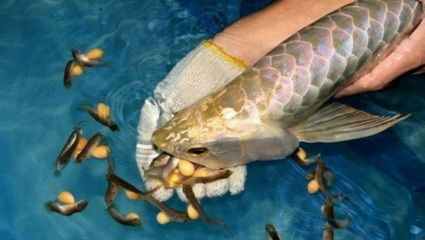 銀龍魚把吃進去的食物吐出來（銀龍魚吃進去又吐出來怎么辦） 龍魚百科