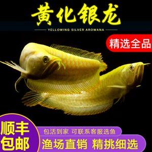 新買的黃化銀龍魚多久能吃魚食（新買的黃化銀龍魚在適應(yīng)新環(huán)境后才能開始吃魚食） 龍魚百科 第5張