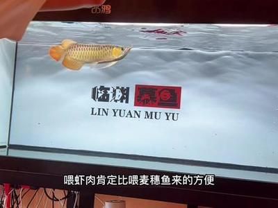 小魚仔需要消毒多久才能喂龍魚（關(guān)于小魚仔需要消毒多久才能喂龍魚） 龍魚百科 第1張