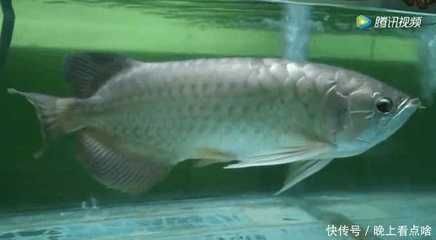 養(yǎng)的金龍魚死了預示著什么意思（金龍魚死亡可能預示著多種含義，包括風水上的擋災、破財消災） 龍魚百科 第4張