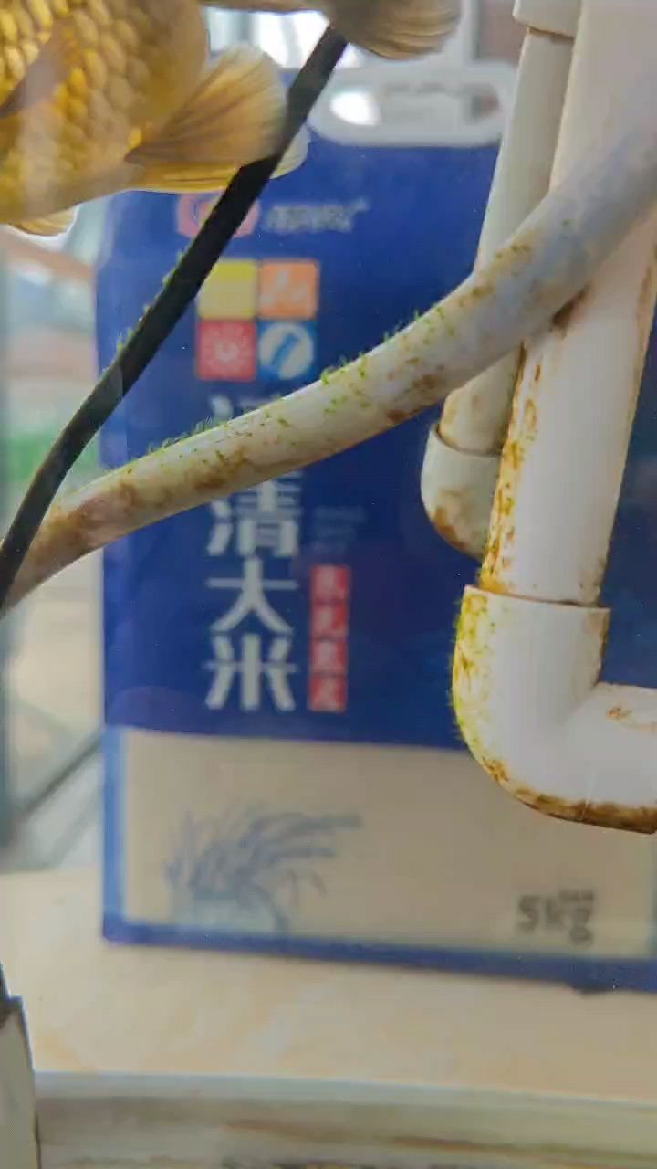 這是要張綠苔的節(jié)奏么？（帷藝水族評(píng)論：把褐藻都刮了，帷藝水族評(píng)論：是的）