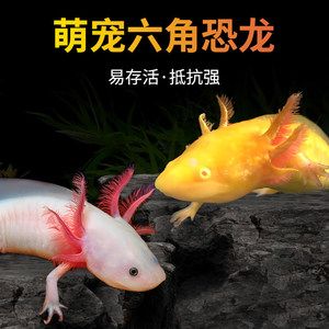 萬龍魚是冷水魚嗎（萬龍魚不是冷水魚而是淡水魚，而是熱帶淡水魚，而是淡水魚） 龍魚百科 第4張