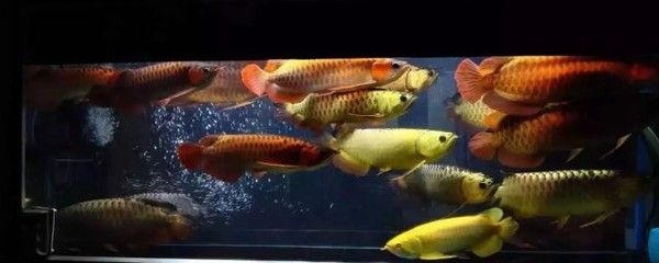 萬龍魚是冷水魚嗎（萬龍魚不是冷水魚而是淡水魚，而是熱帶淡水魚，而是淡水魚） 龍魚百科 第3張